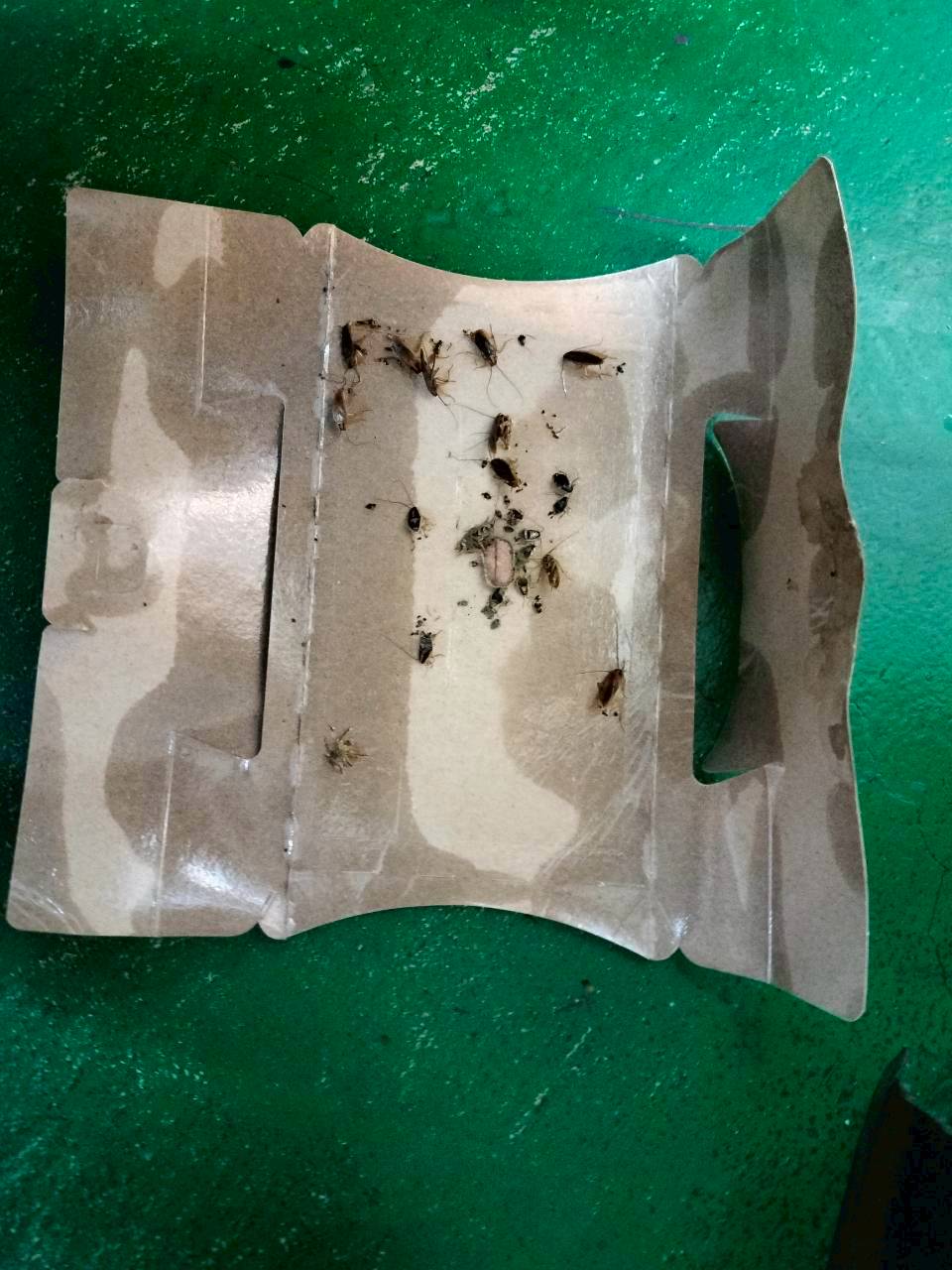 20250821_餐廳消毒+鼠害防治的第5張圖片