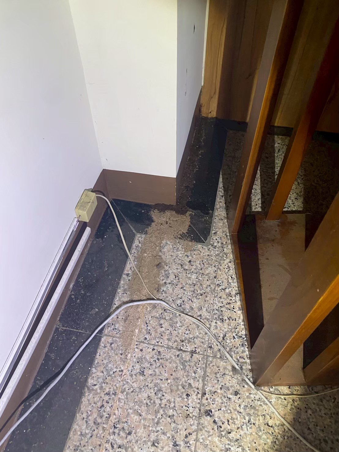 20250724_辦公室白蟻防治的第4張圖片