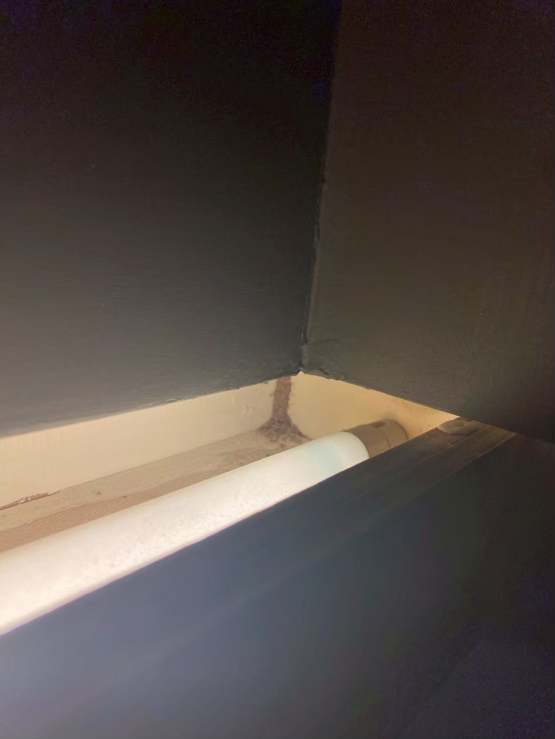 20250724_辦公室白蟻防治的第5張圖片